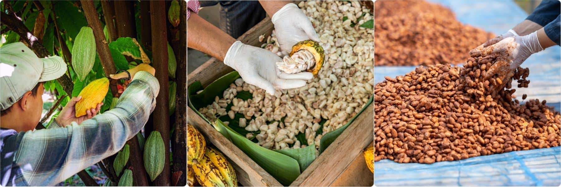 kakao-proce-sber-suseni-fermentace-4-2